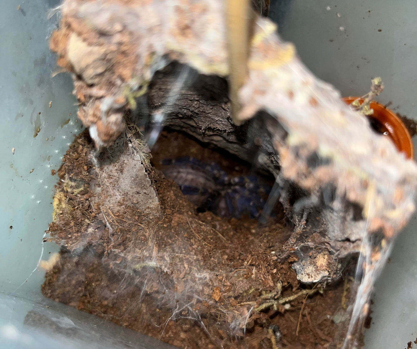 Poecilotheria Metallica (Gooty Sapphire Ornamental)