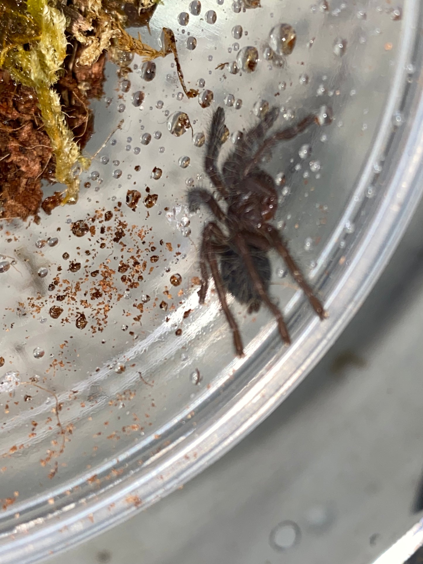 Phormingochilus sp Hati Hati (Purple Earth Tiger) 1inch