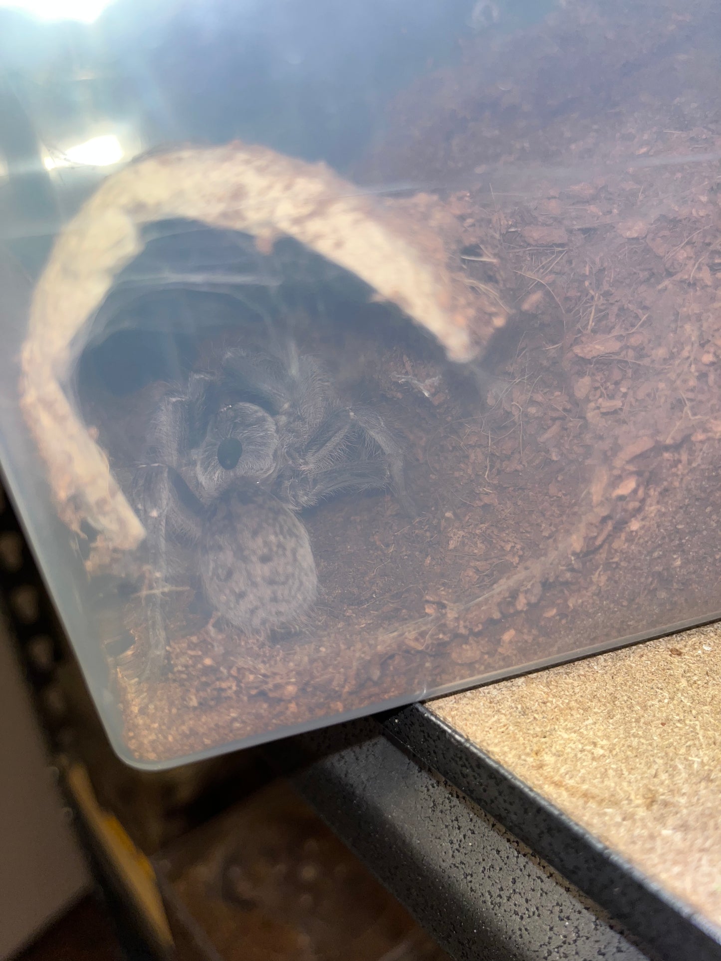 Ceratogyrus Darlingi (Rear Horned Baboon) 2 inch