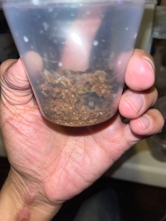 Psalmopoeus Cambridgei (Trinidad Chevron) 2in