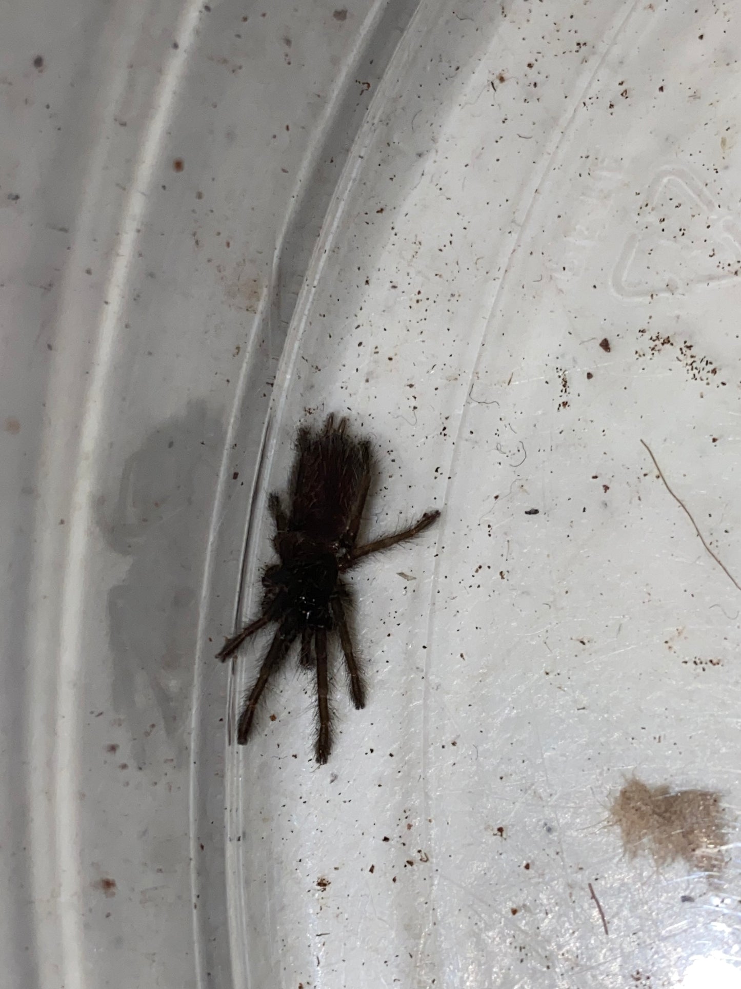 Chilobrachys Fimbriatus (Indian Violet) .5 in