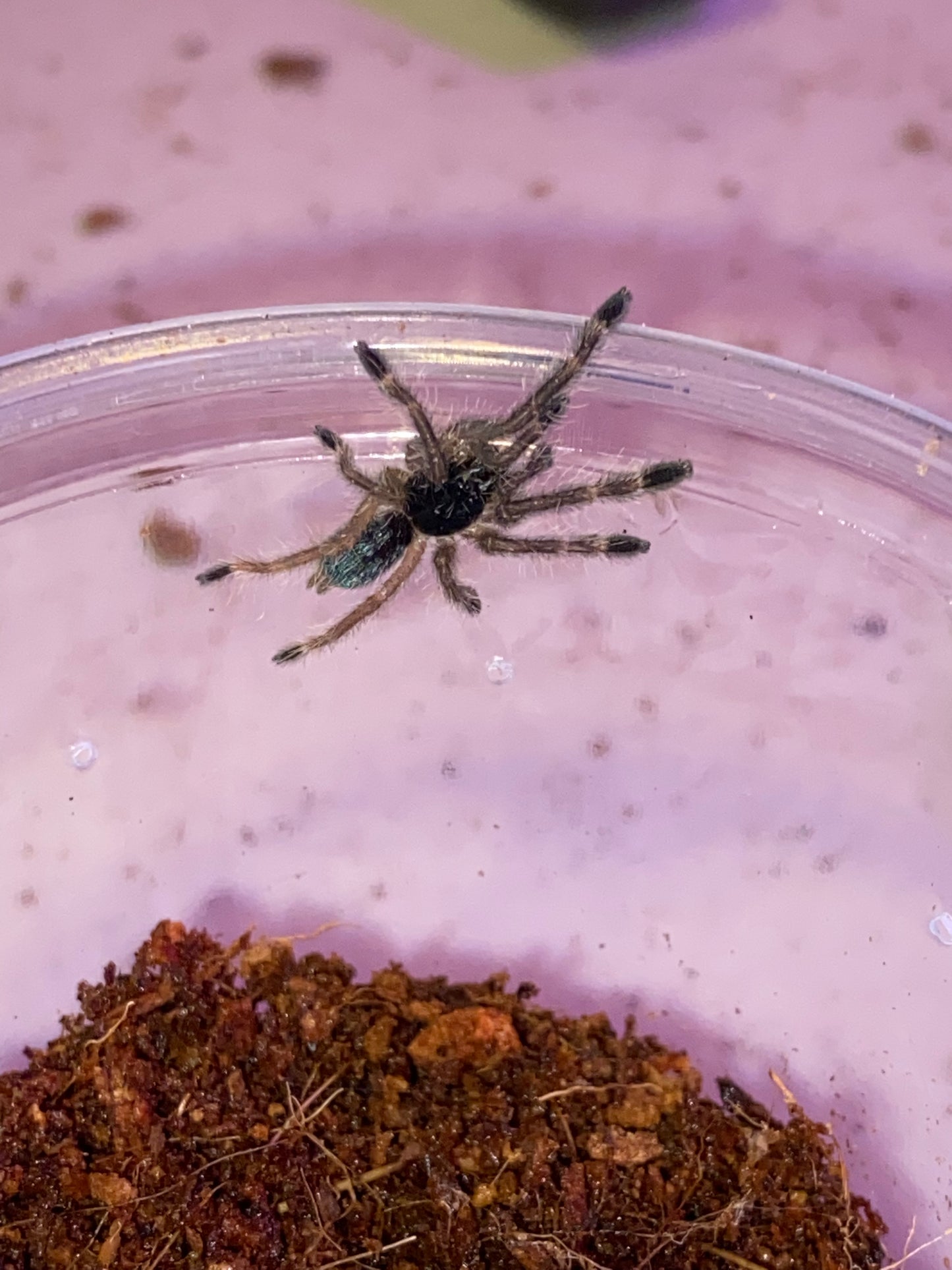 Ephebopus Murinus (Skeleton Leg)