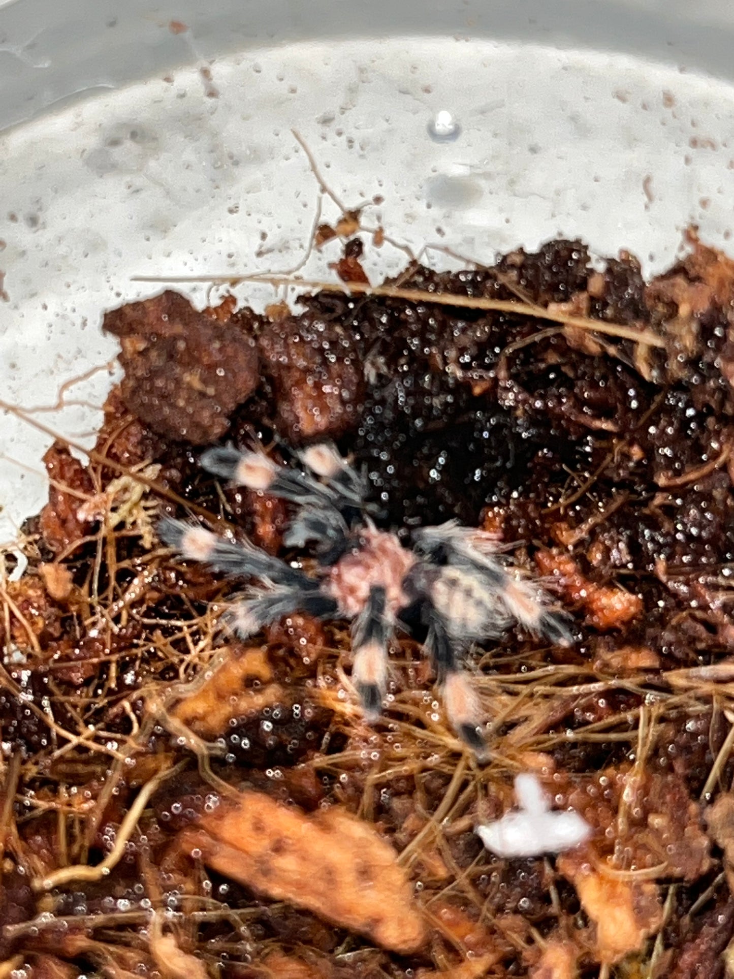 Psalmopoeus Irminia (Venezuelan Suntiger) 1 inch