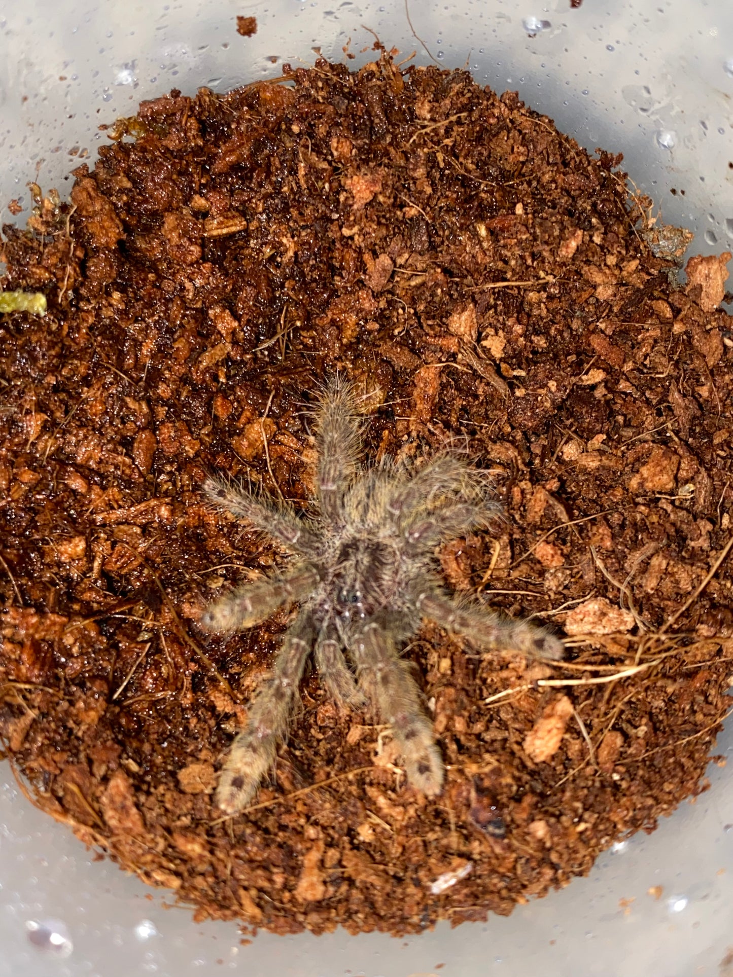 Stromatopelma Calceatum (Feather Leg Baboon)