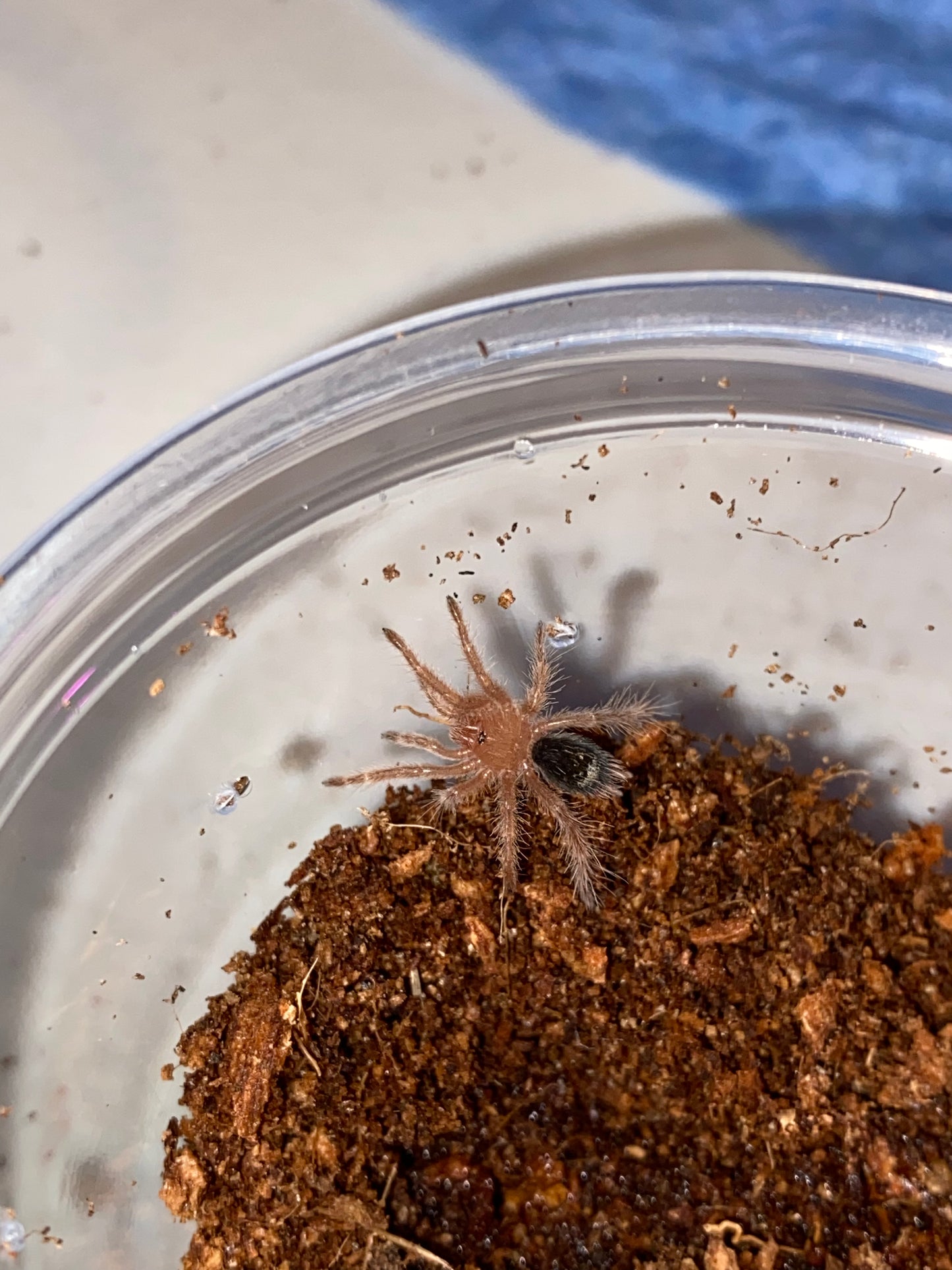 Grammostola Pulchripes (Chaco Golden Knee)