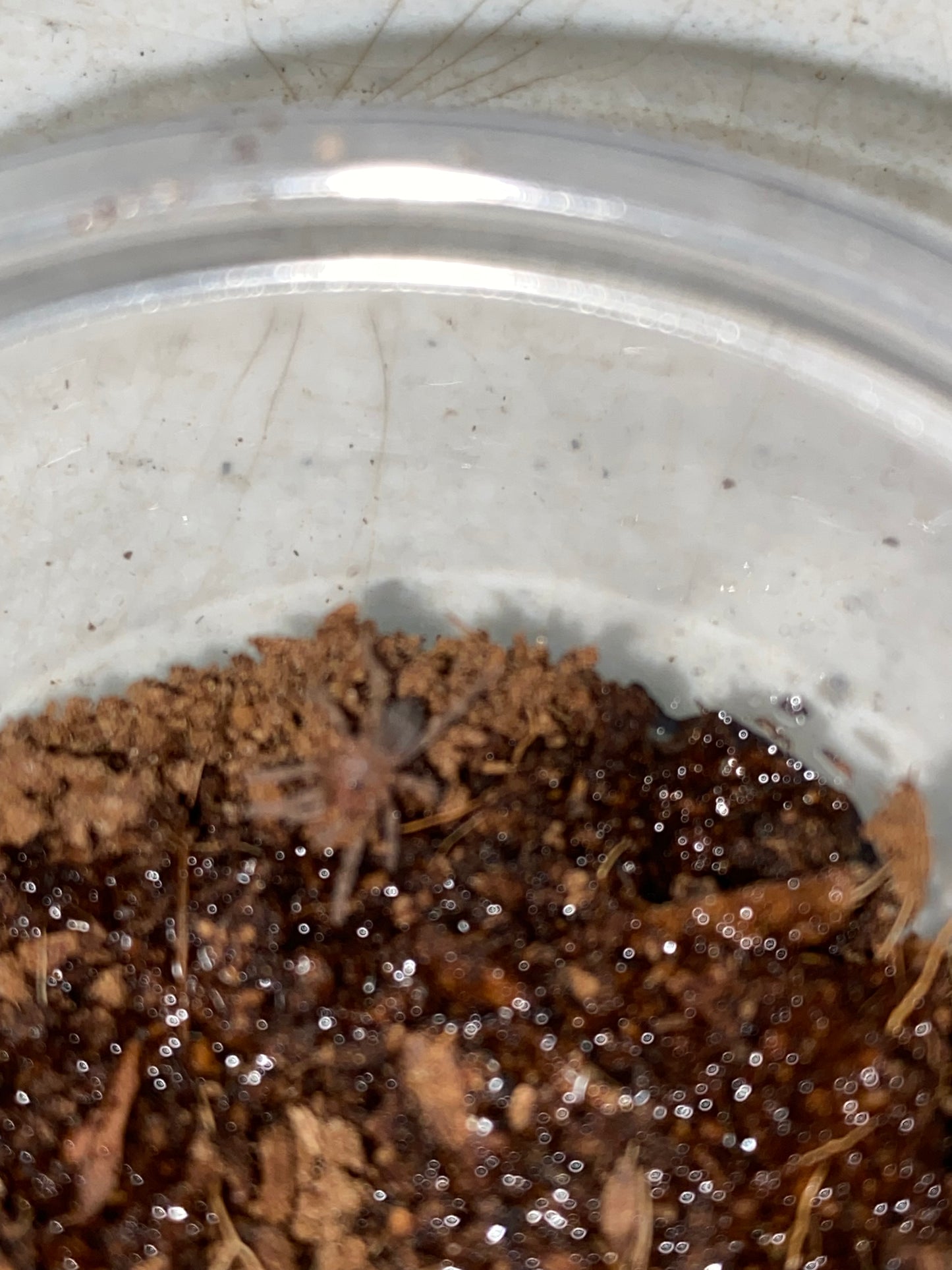 Pterinopelma Sazimai (Brazilian Blue)