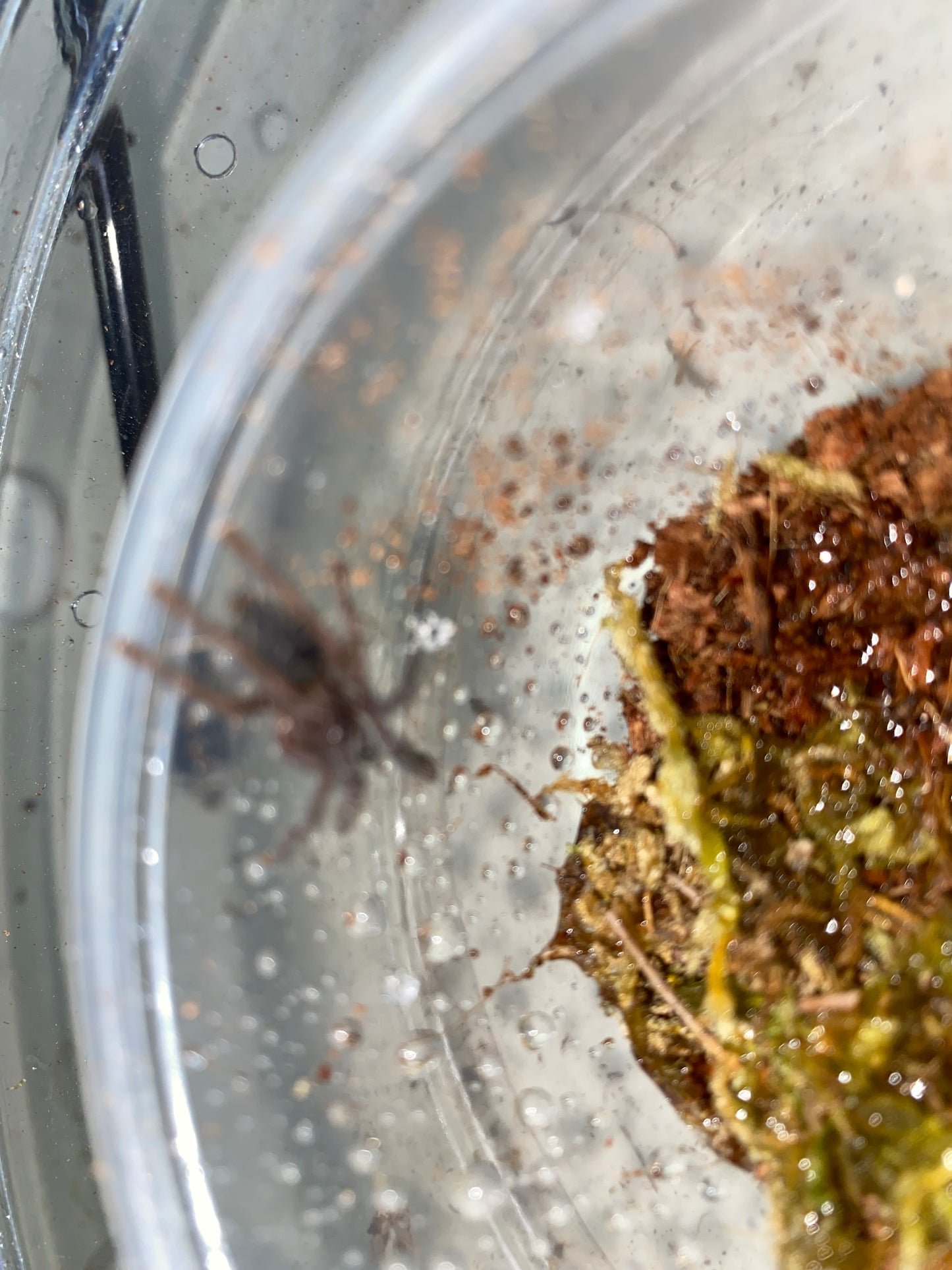 Phormingochilus sp Hati Hati (Purple Earth Tiger) 1inch