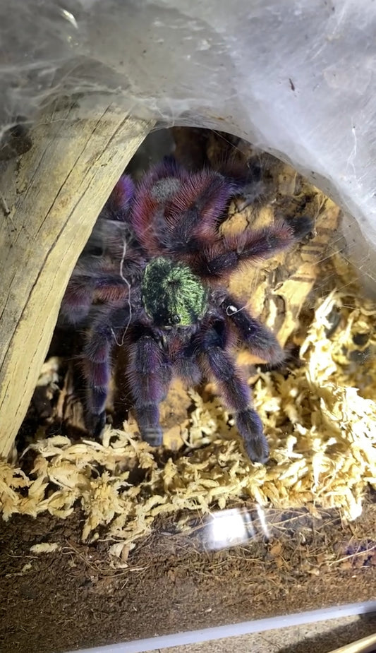 Caribena Versicolor (Antilles Pinktoe)