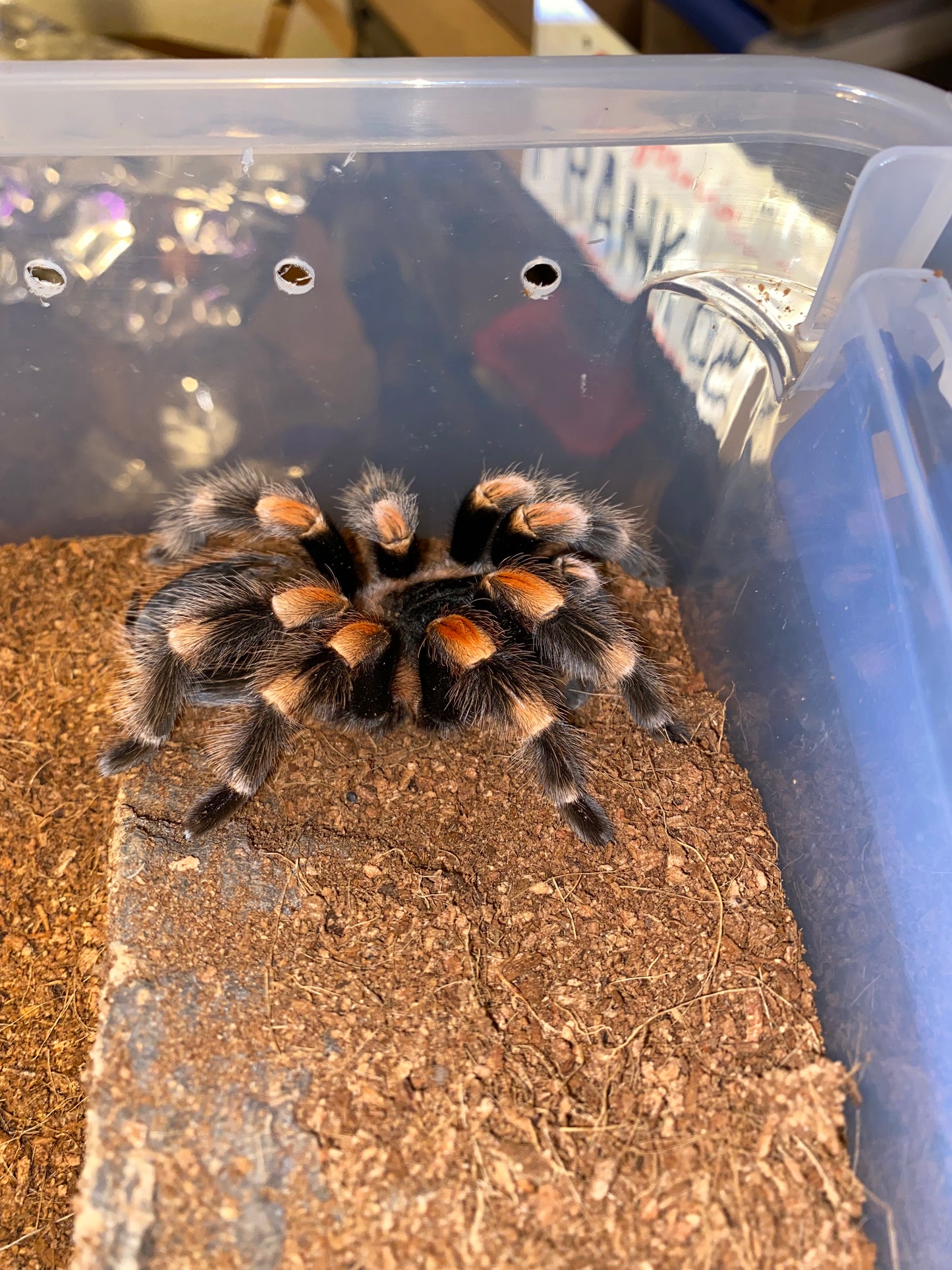Brachypelma Hamorii (Mexican Redknee)