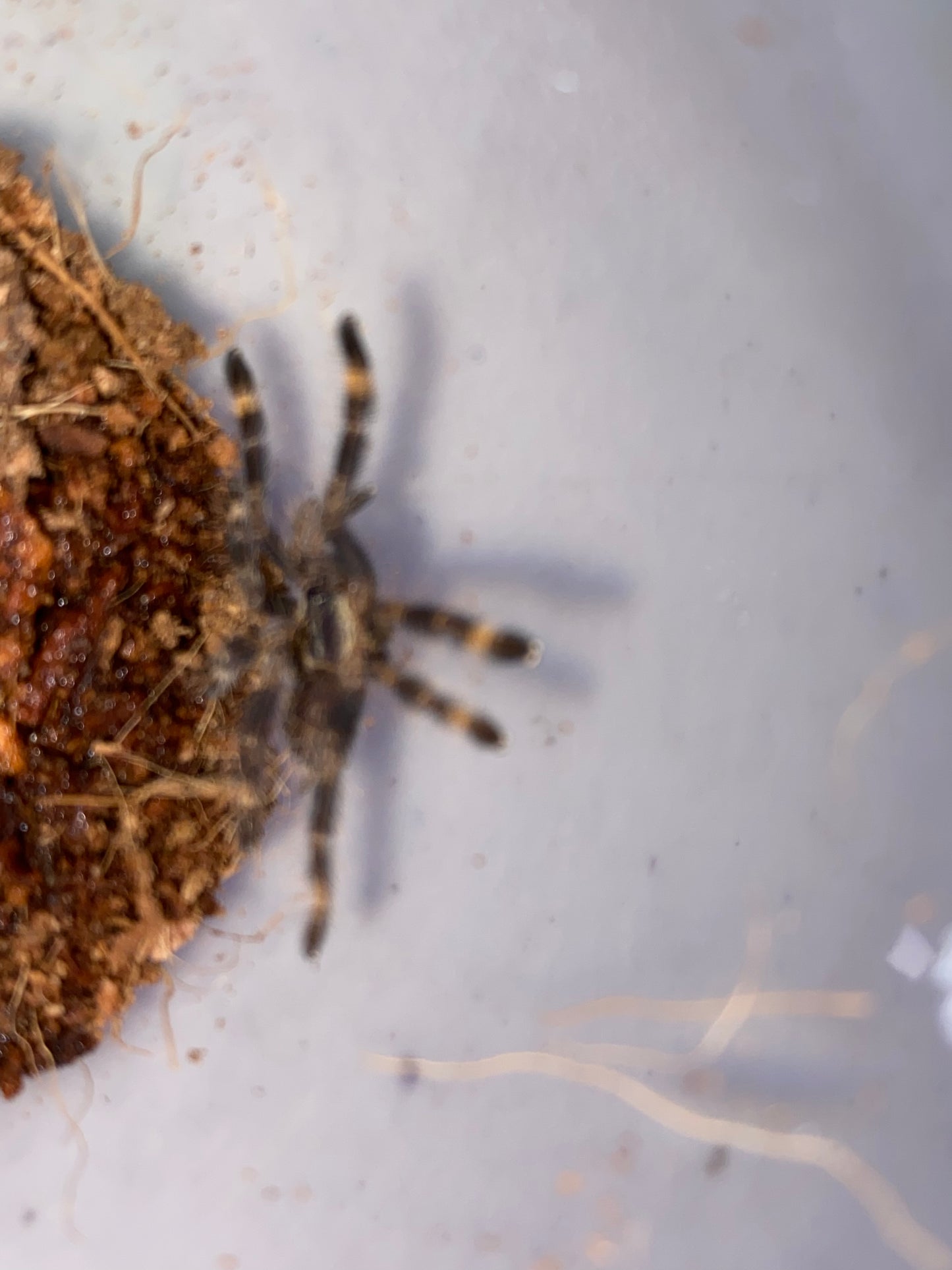 Poecilotheria Ornata (Fringed Ornamental) *California Sales Only