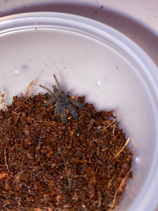 Tapinauchenius Cupreus (Violet Tree Spider)