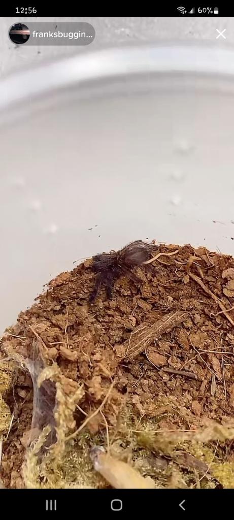 Tapinauchenius Violaceus (Purple Tree Spider)