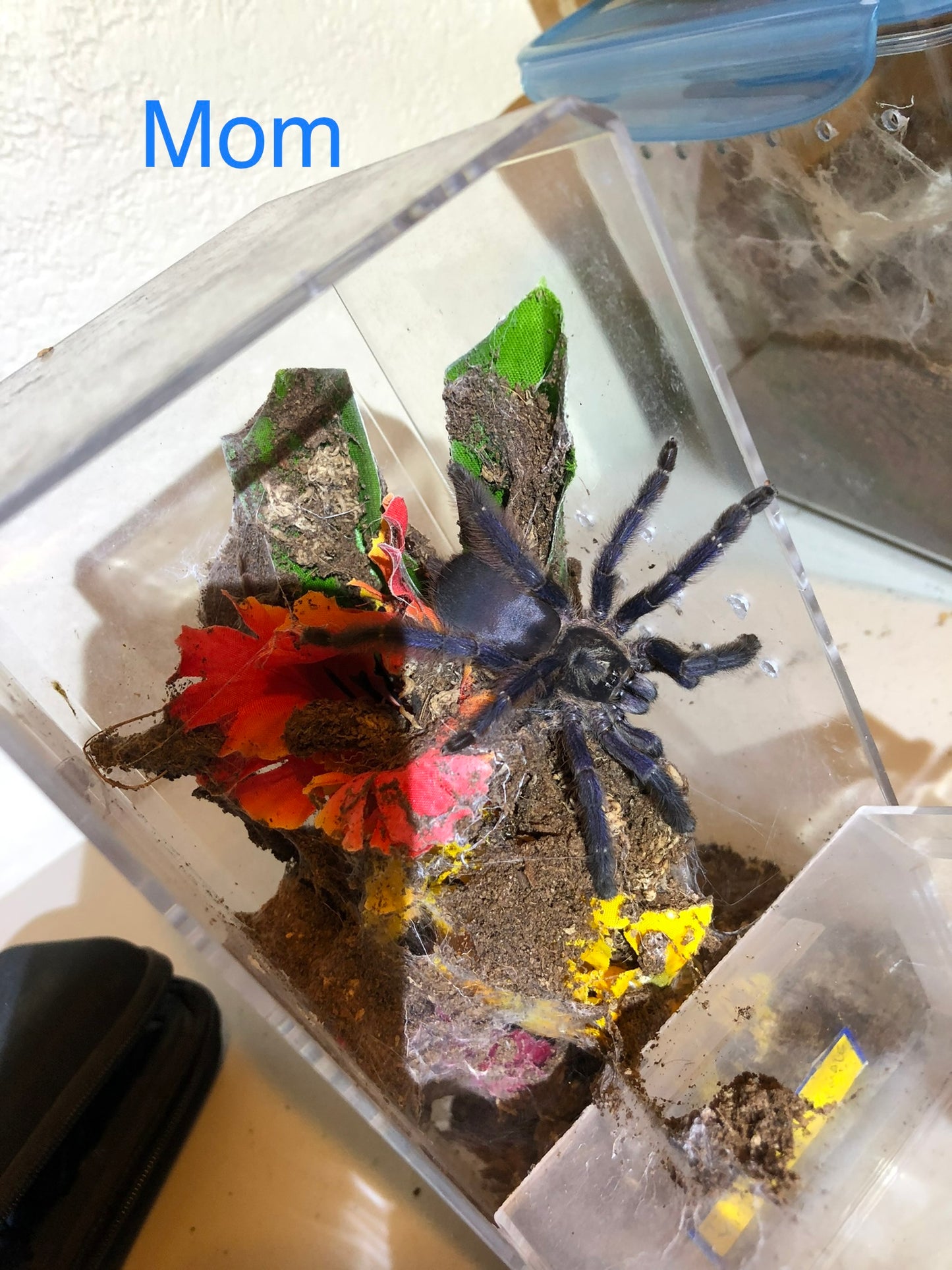 Tapinauchenius Violaceus (Purple Tree Spider)