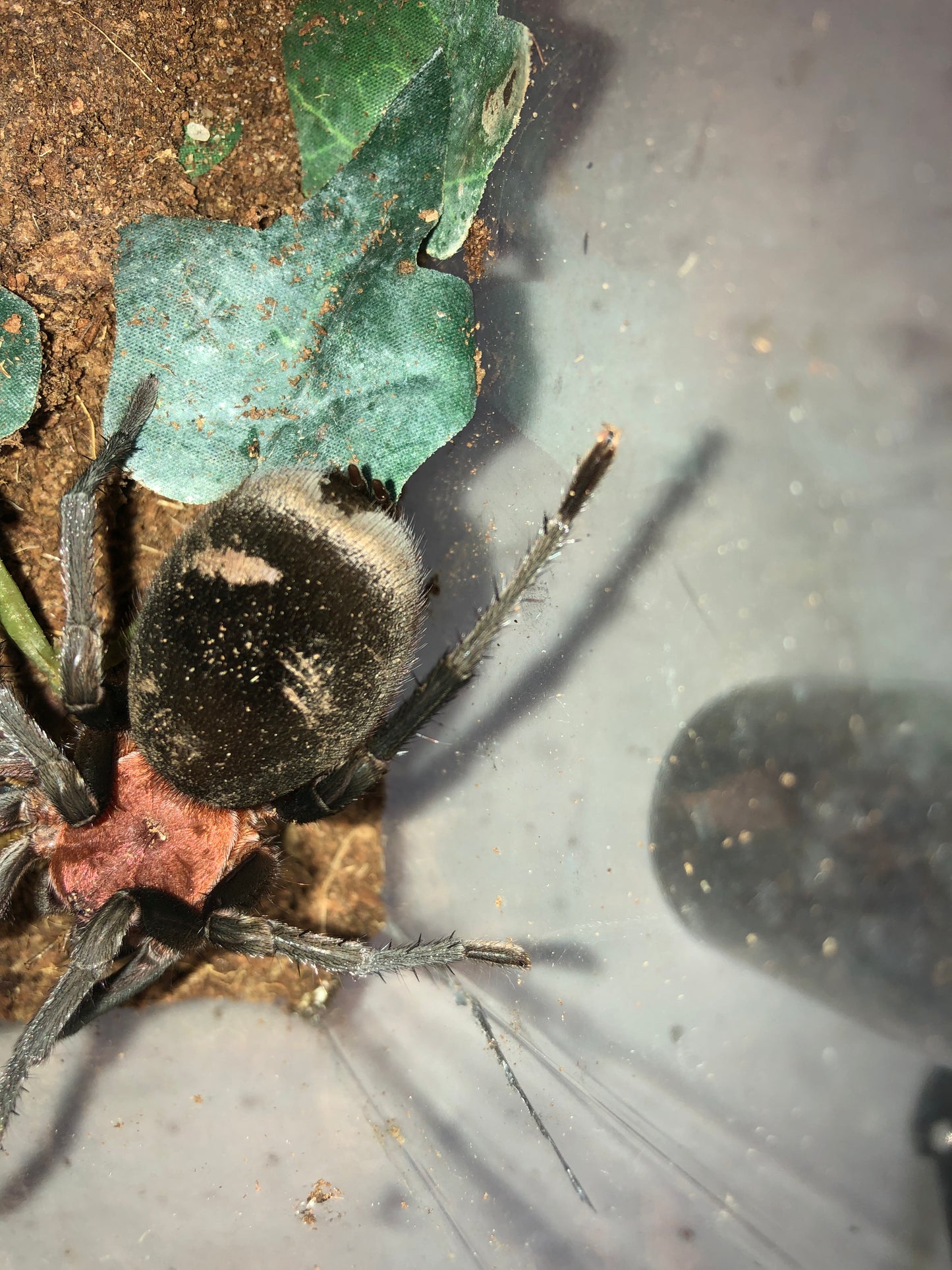 Bumba Horrida (Brazilian Redhead) 1.25 in