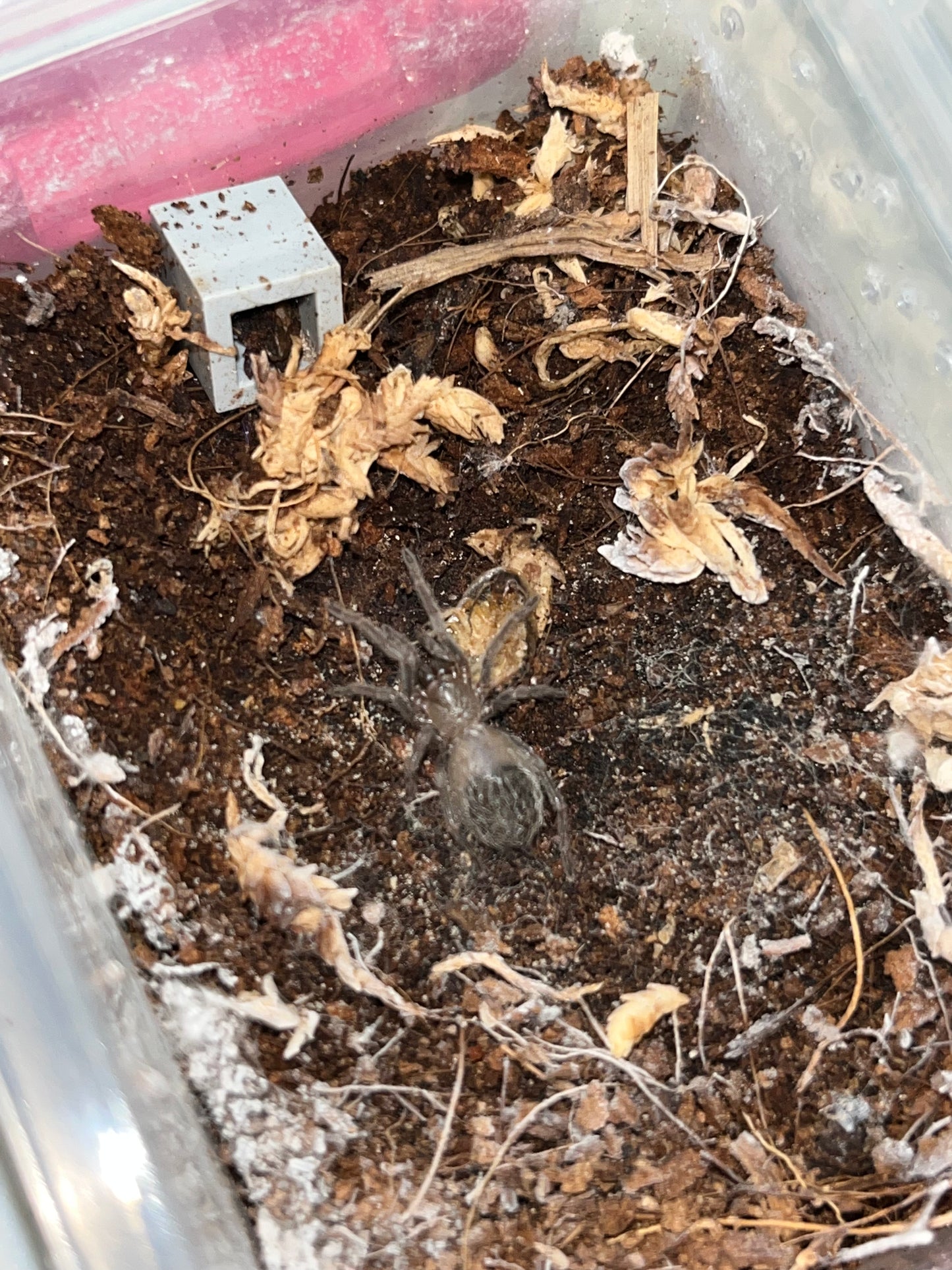 Lasiadora Parahybana (Salmon Pink Birdeater)