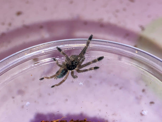 Ephebopus Murinus (Skeleton Leg)