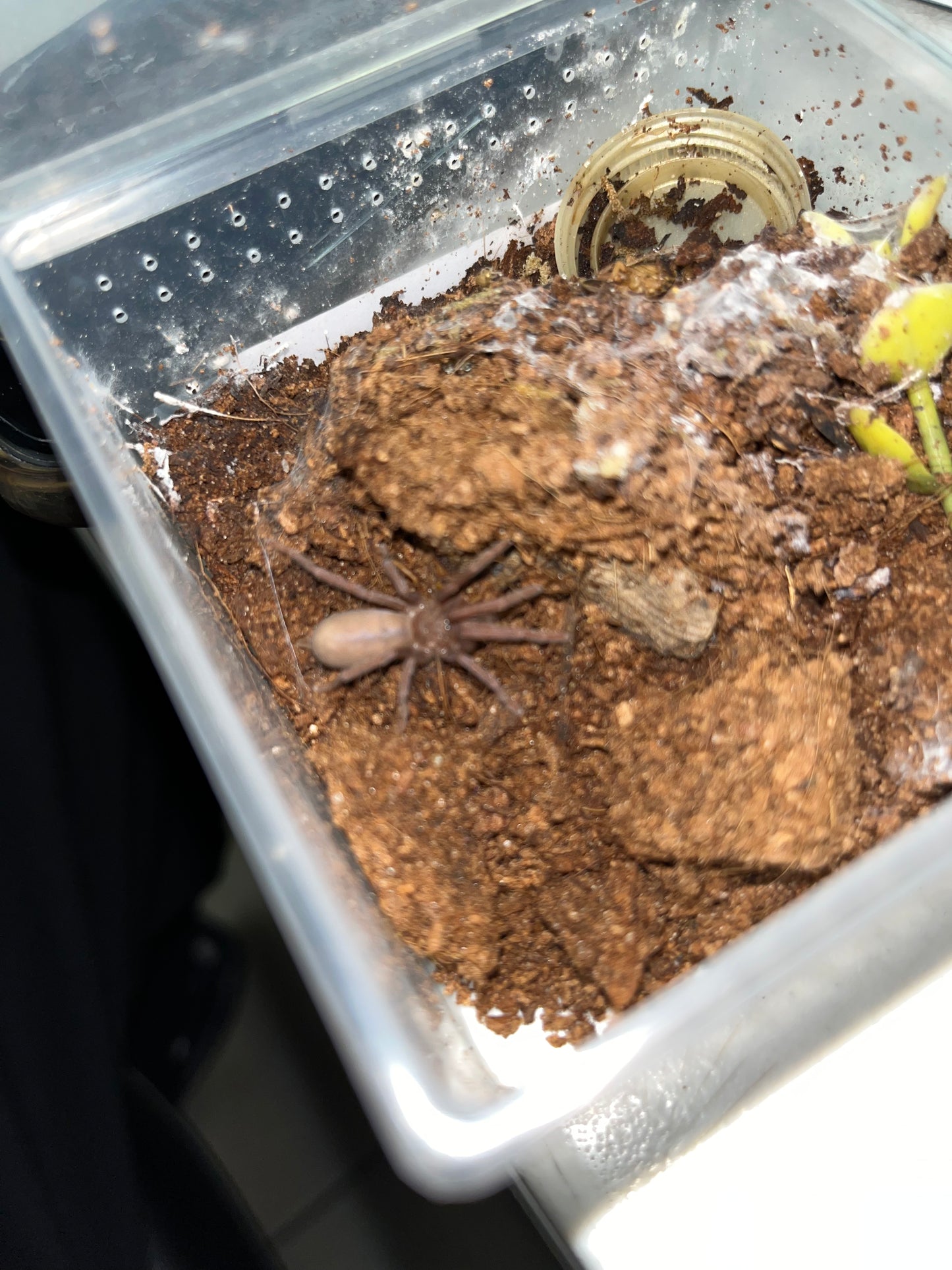 Orphnaecus Philippinus (Philippine Tangerine) 2in