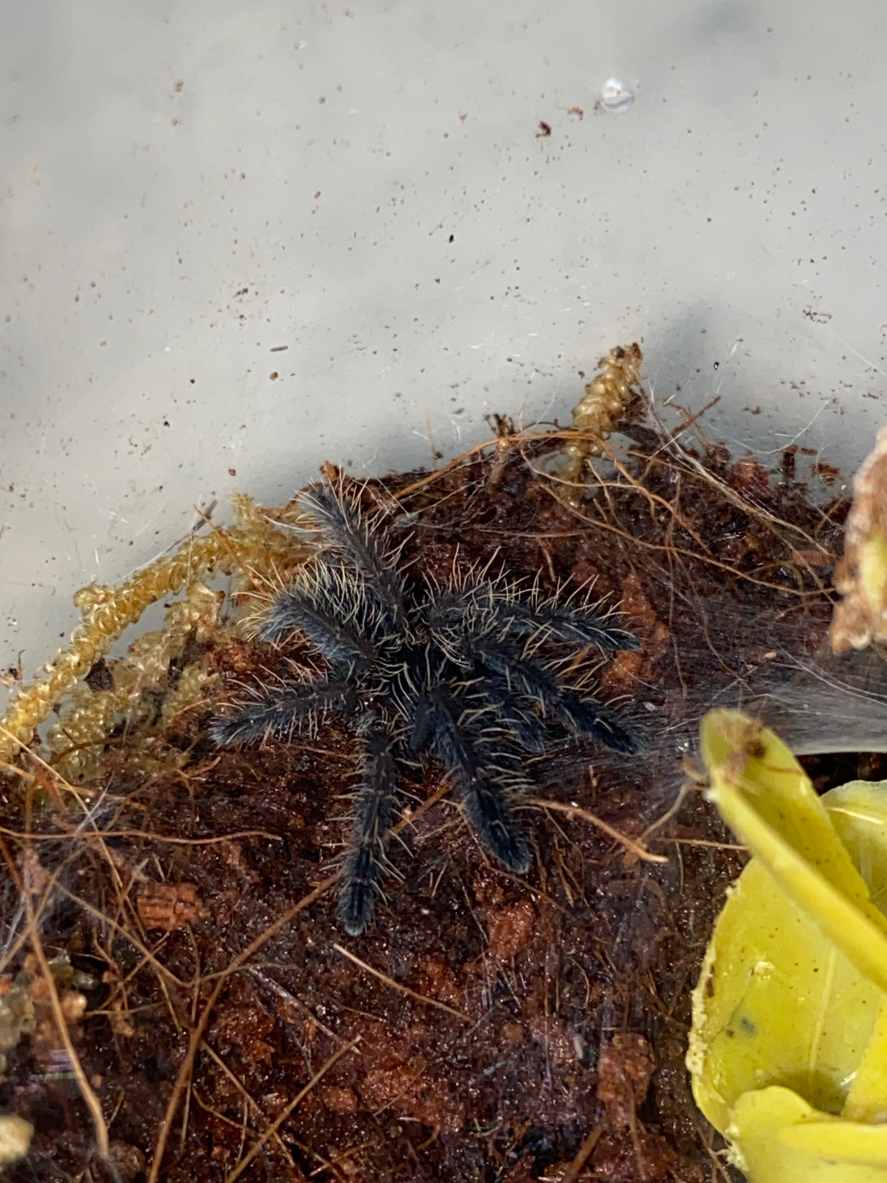 ピーチツリースパイダー フルアダルト♀ Phormingochilus sp. rufus タランチュラ クモ - 虫類