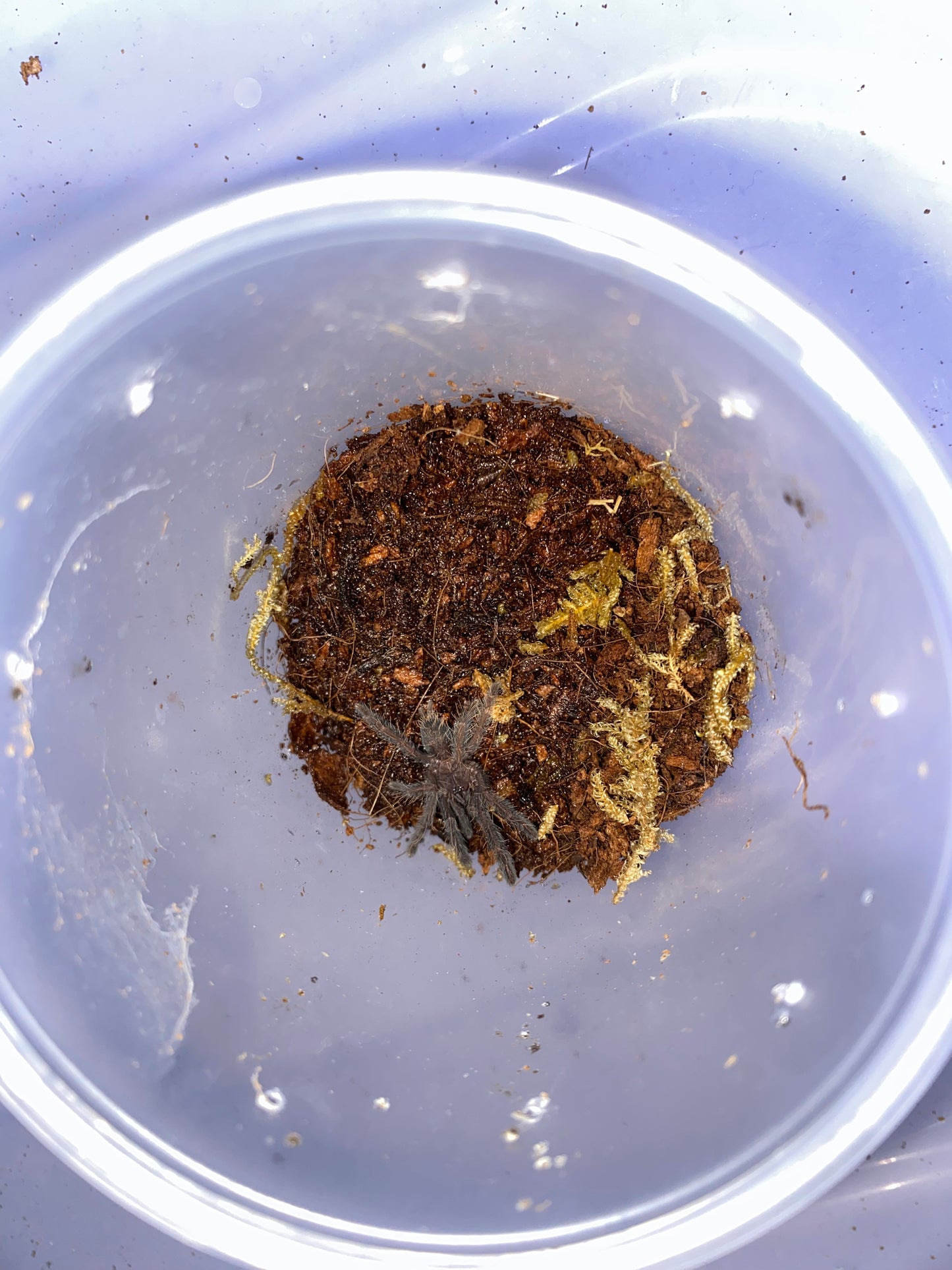 Phormingochilus Arbicola (Borneo Black) No