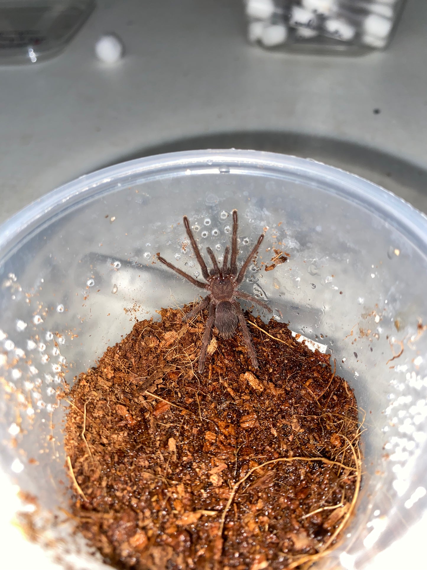 Chilobrachys Dyscolus sp Blue (Vietnam Blue)