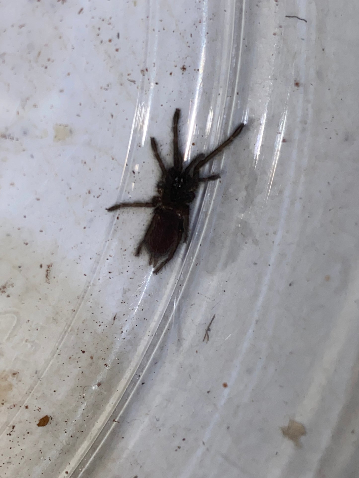 Chilobrachys Fimbriatus (Indian Violet) .5 in