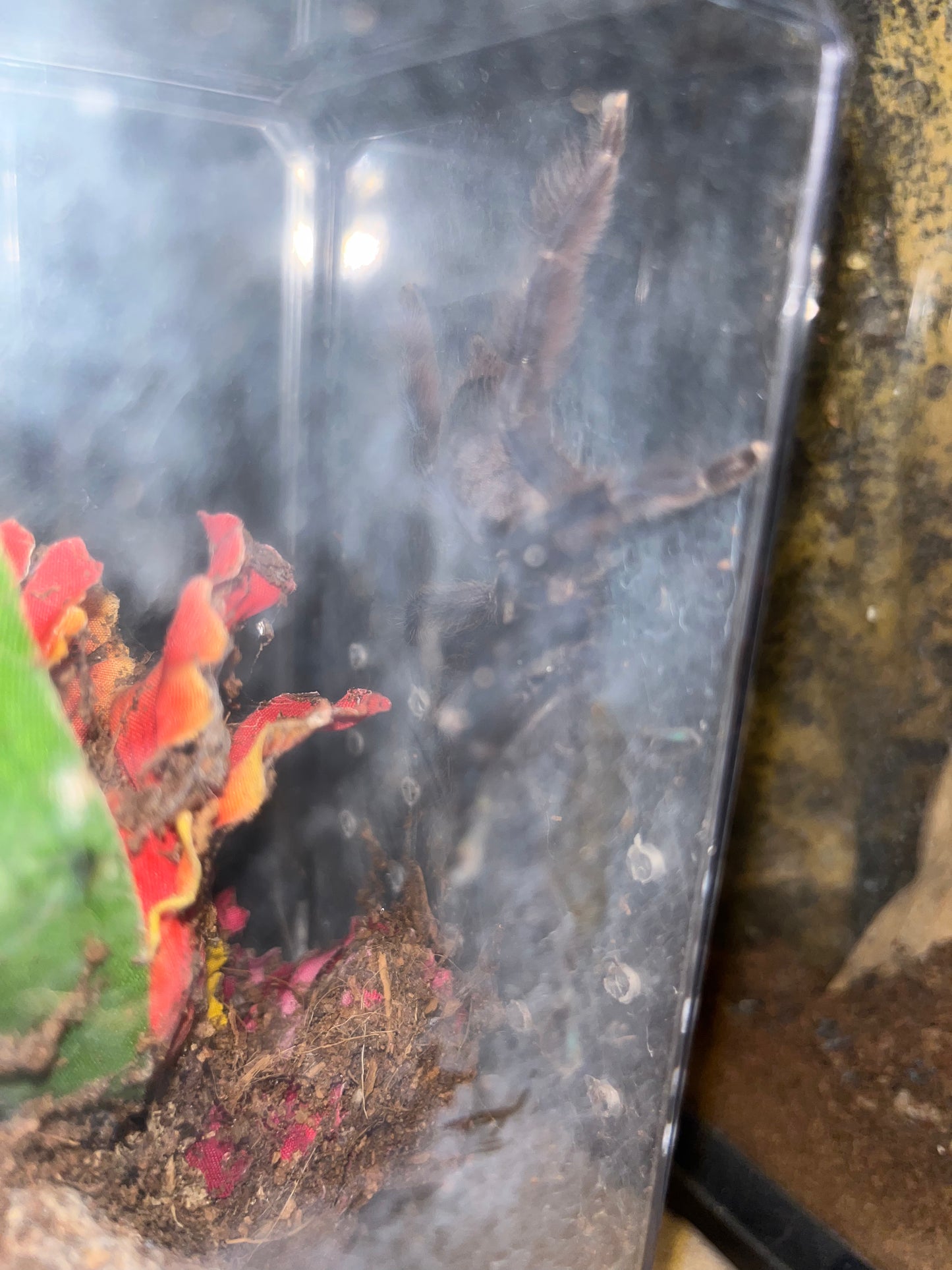 Tapinauchenius Violaceus (Purple Tree Spider)