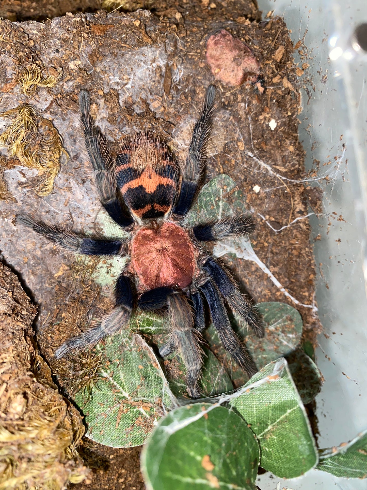 Davus Pentaloris (Guatemalan Tiger Rump)