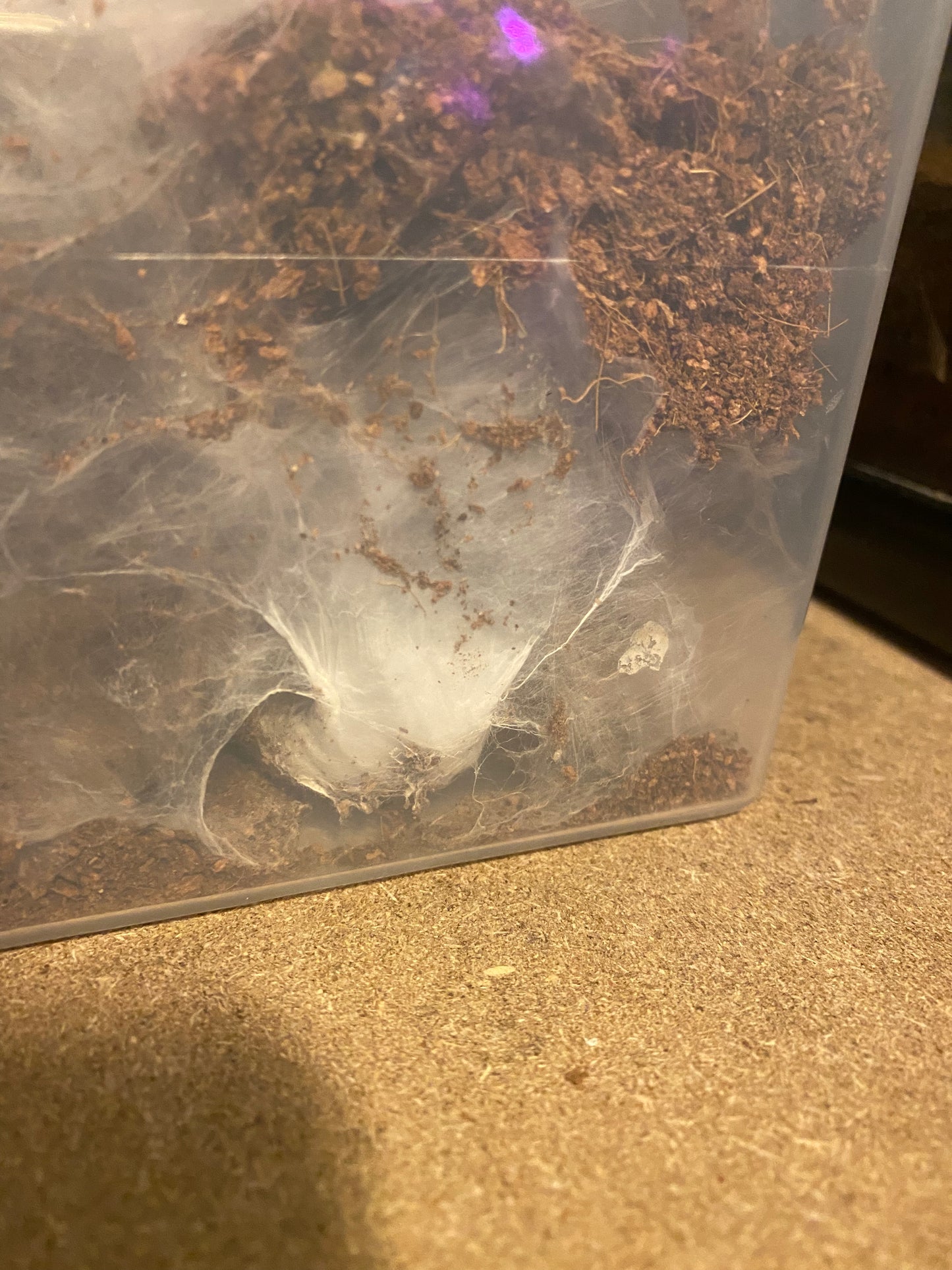 Ceratogyrus Darlingi (Rear Horned Baboon) 2 inch