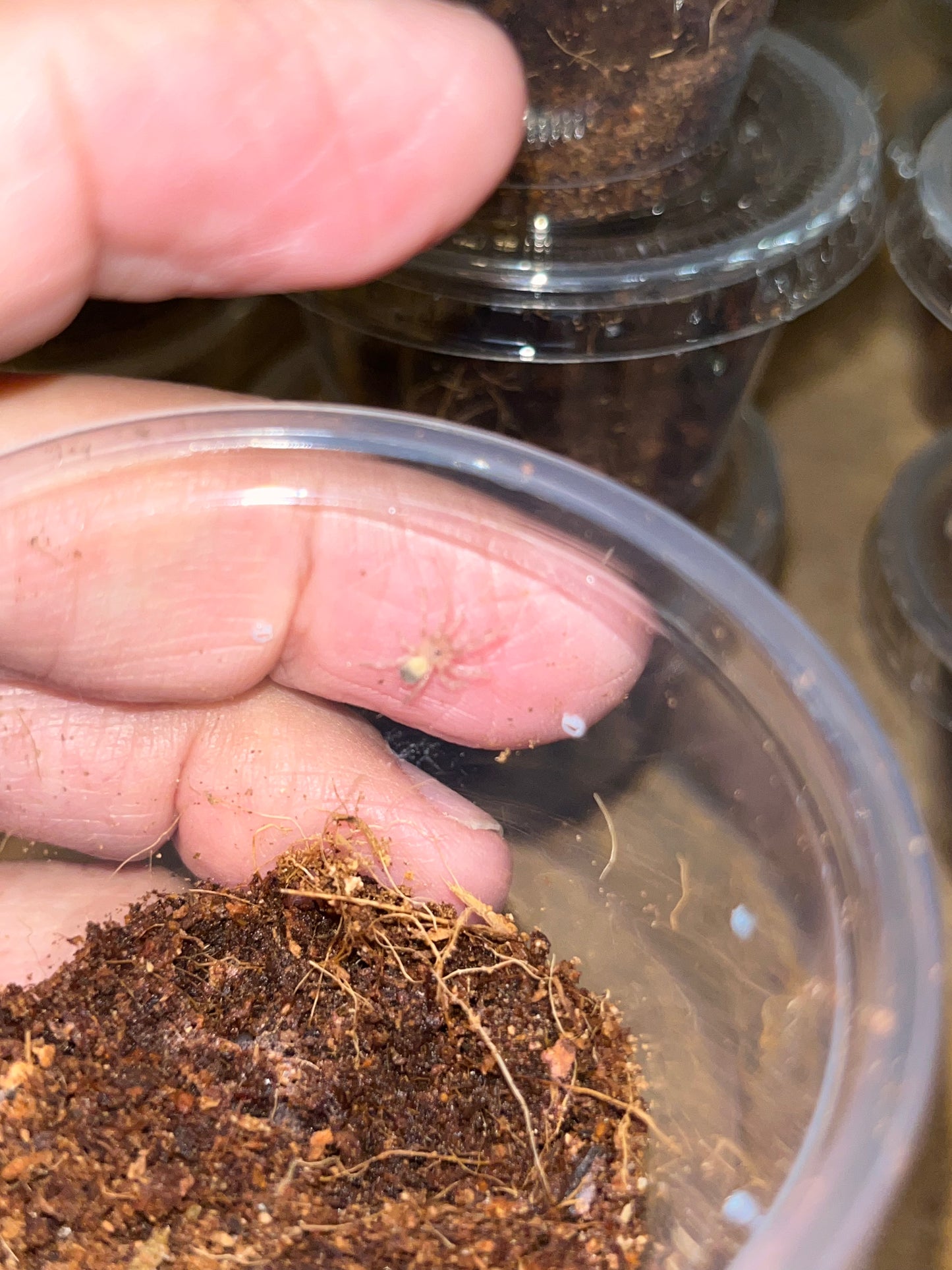 Nhandu Chromatus (Brazilian Red and White)