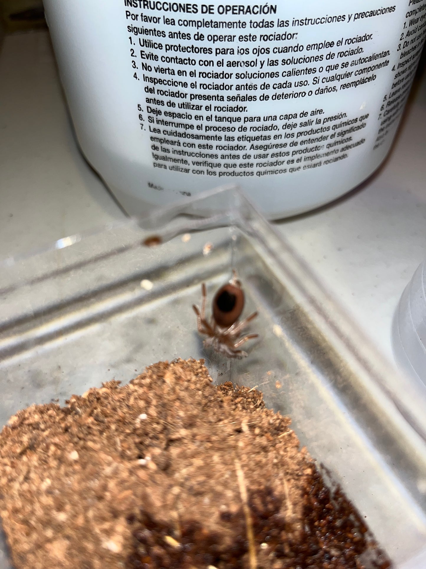 Aphonopelma Eutylenum (California Ebony)