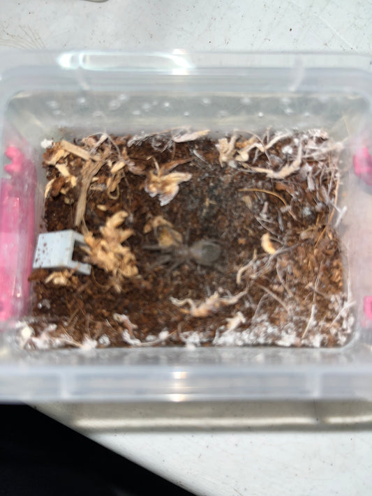 Lasiadora Parahybana (Salmon Pink Birdeater)