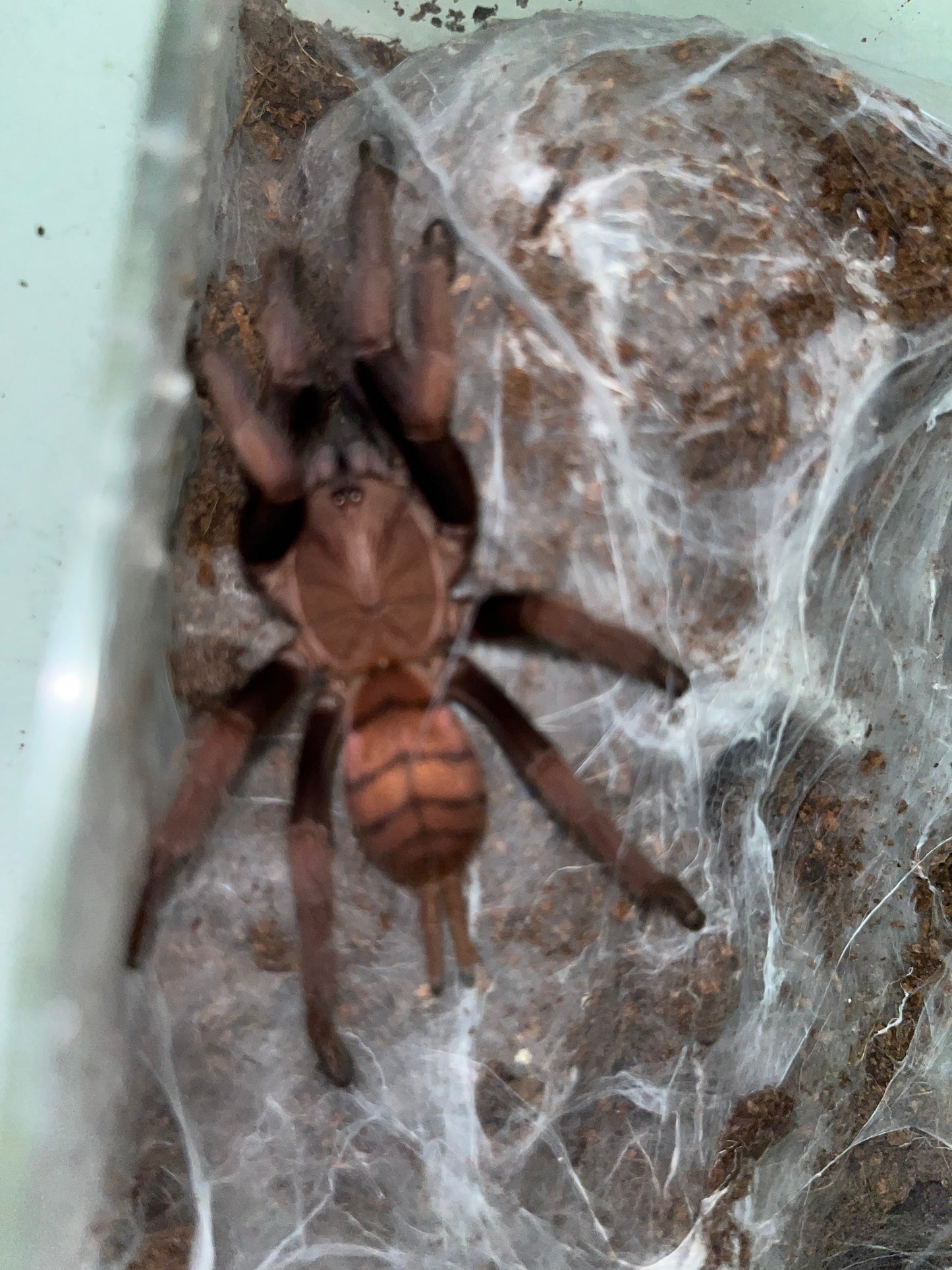 Chilobrachys Fimbriatus (Indian Violet) .5 in