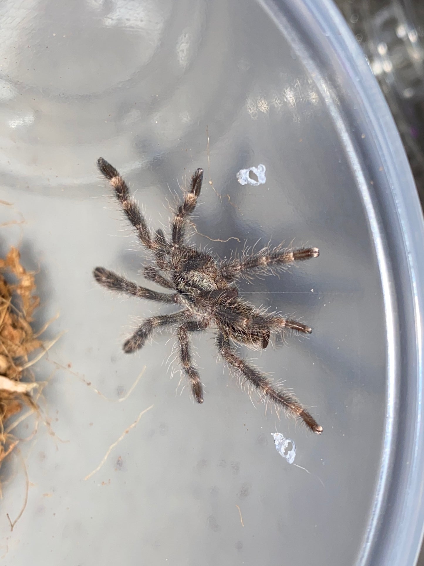 Poecilotheria Vittata (Ghost Ornamental) *California Sales Only