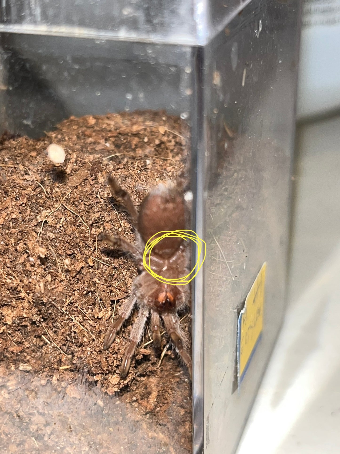 Aphonopelma Eutylenum (California Ebony)
