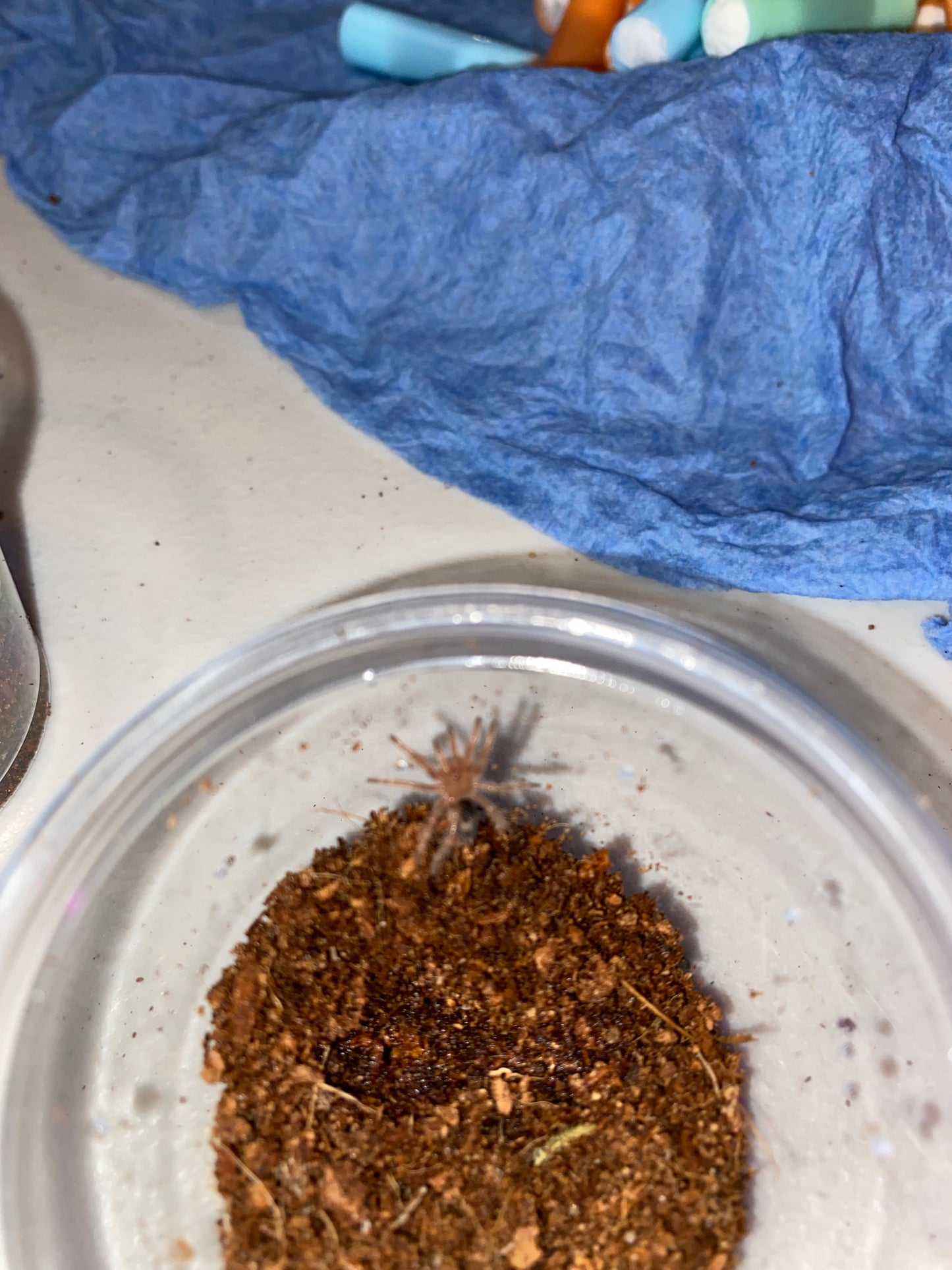 Grammostola Pulchripes (Chaco Golden Knee)