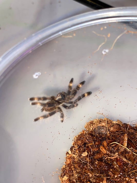 Poecilotheria Ornata (Fringed Ornamental) *California Sales Only