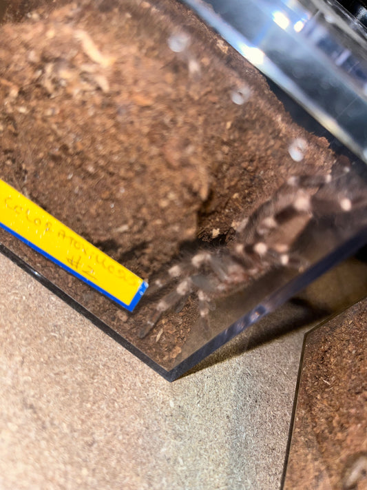 Nhandu Coloratovillosus (Brazilian Black and White) 3.5 in female