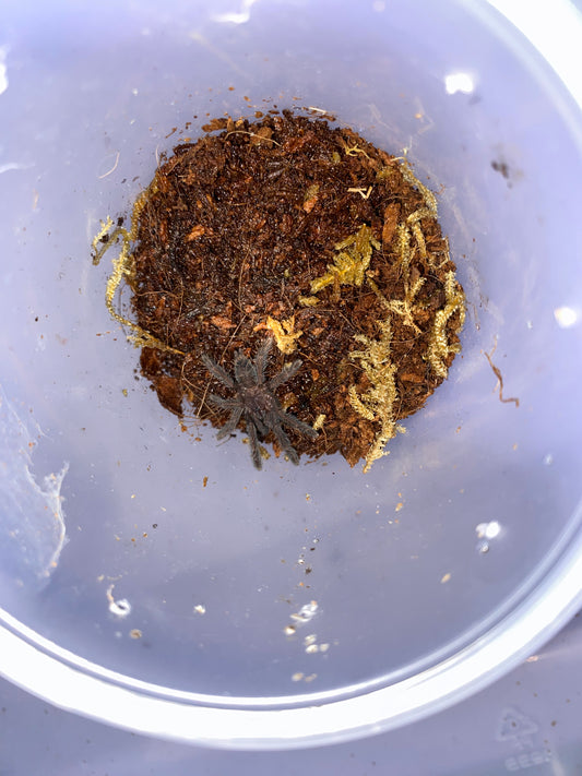 Phormingochilus Arbicola (Borneo Black) No