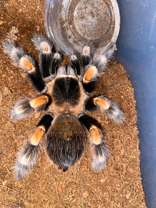 Brachypelma Hamorii (Mexican Redknee)