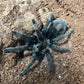 Grammostola quirogai