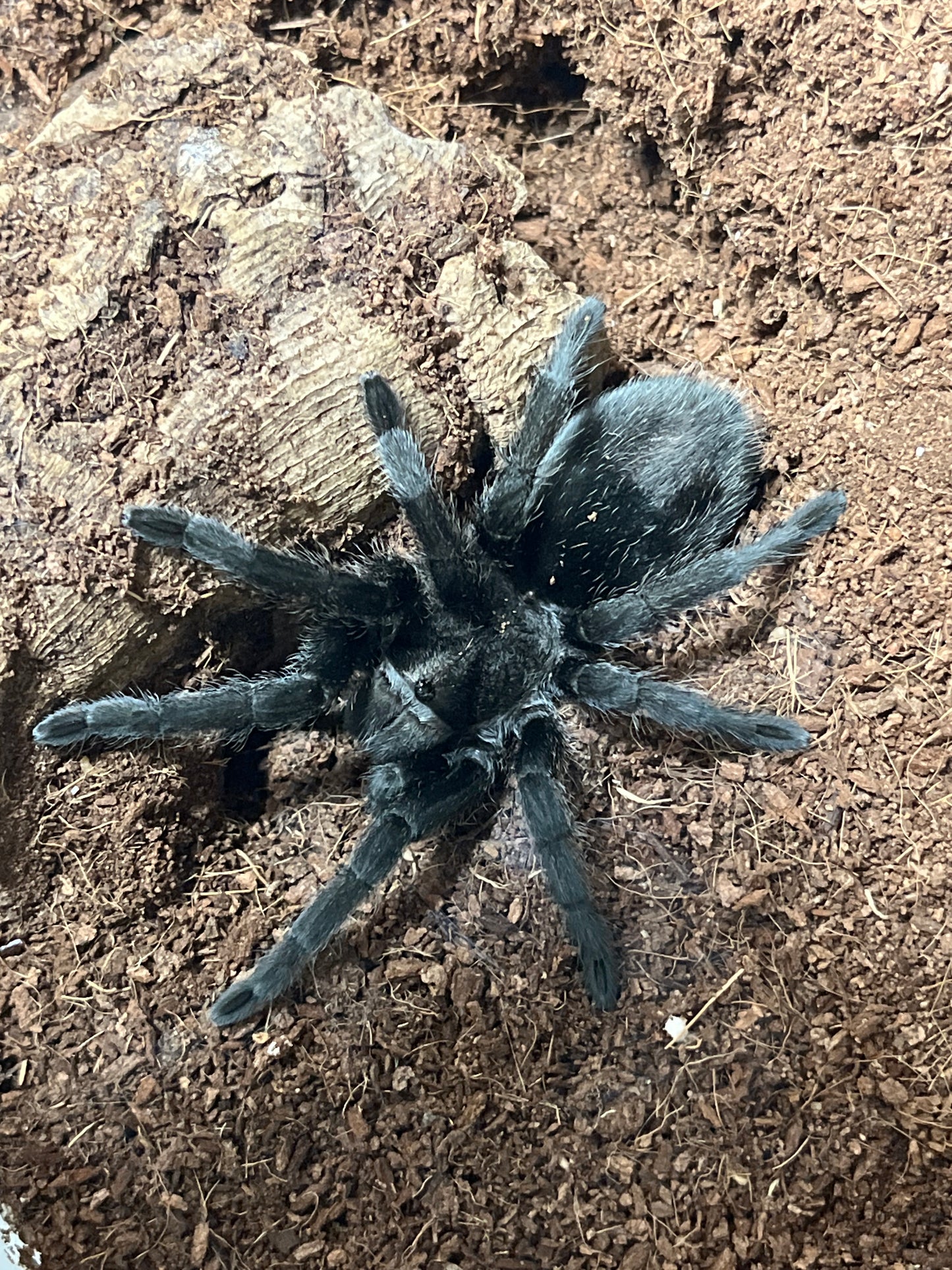 Grammostola quirogai