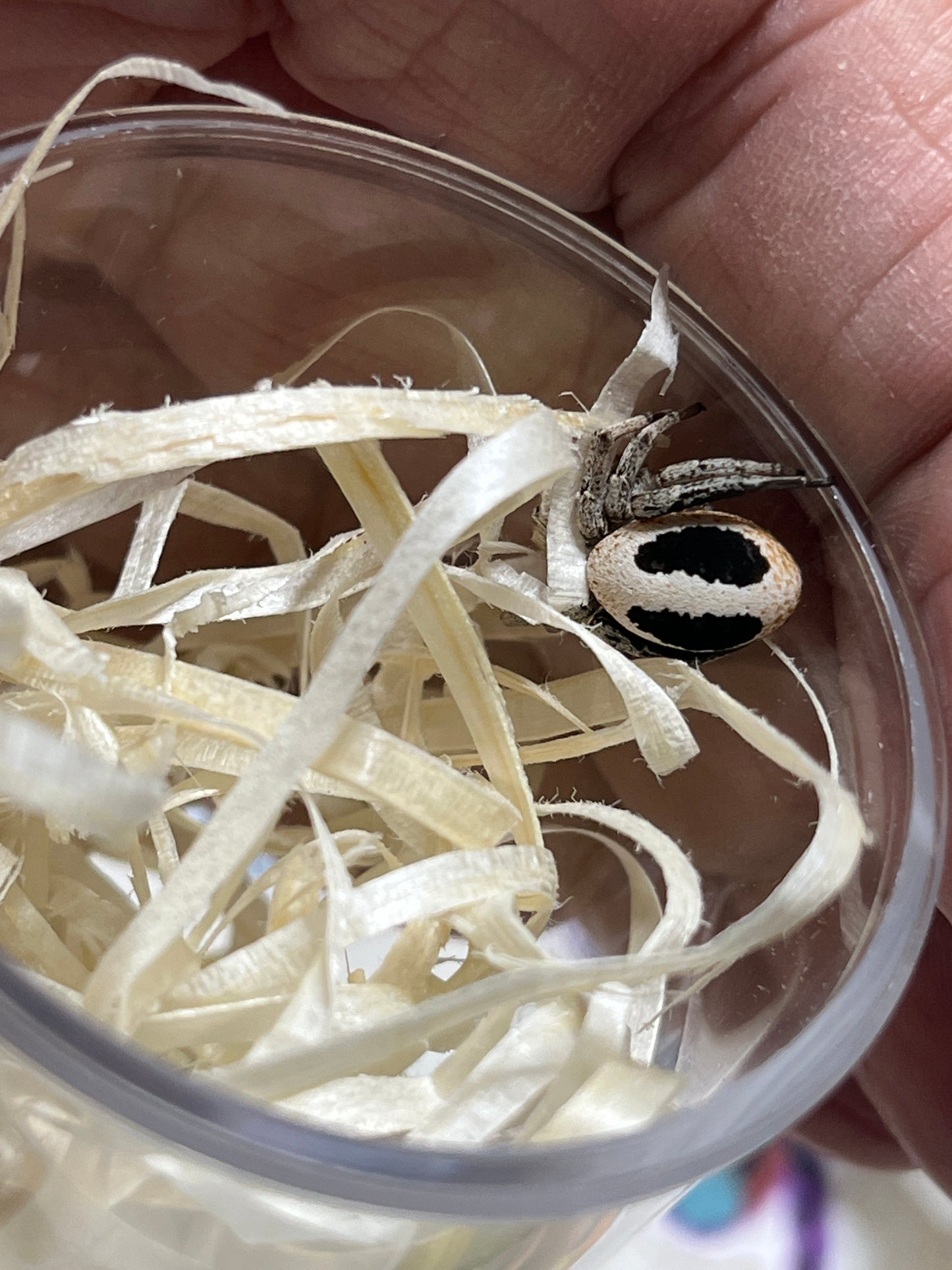 Stegodyphus lineatus .5