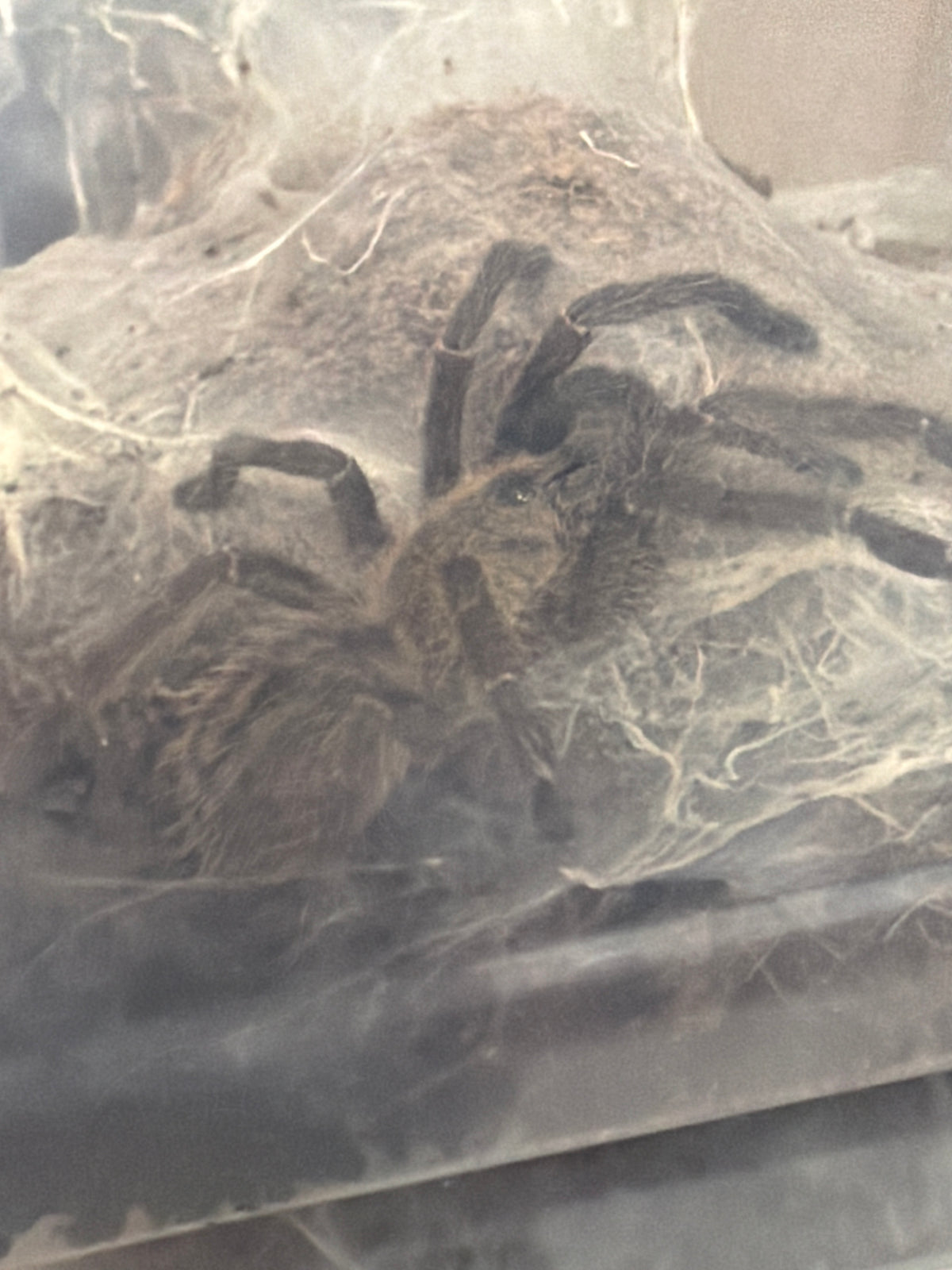 Cyriopagopus sp Nhen Dep (Nhen Dep Earthtiger) 2.5 inch