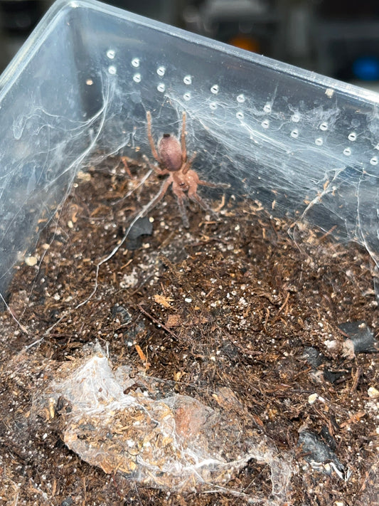 Dolichothele rufoniger .5 inch