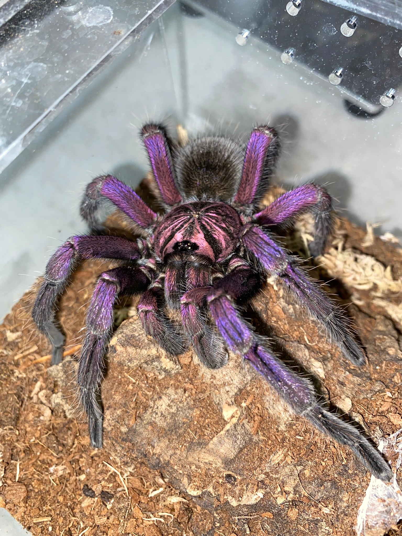 Ybyrapora Diversipes (Amazon Sapphire) – Franksbuggin661