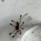 Avicularia Avicularia M1