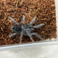 Phormictopus Dominican Purple 2in