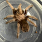 Aphonopelma iodius 2-3 inches