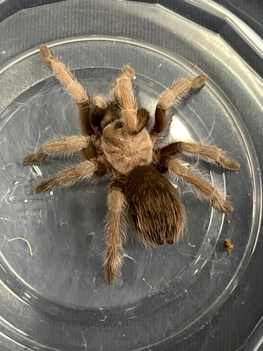 Aphonopelma iodius 2-3 inches