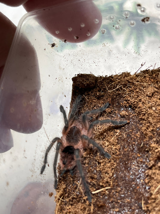 Pamphobeteus sp Fortis 1.5